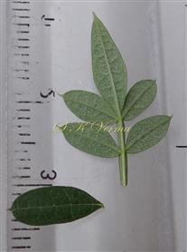  Leaflets